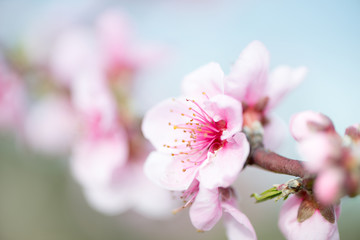 Nectarine flower detail