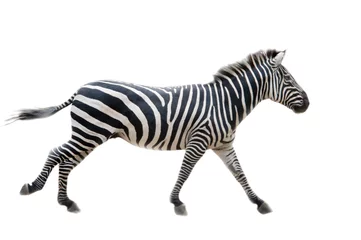 Zelfklevend Fotobehang Zebra, © caizier