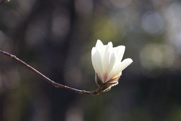 コブシの花