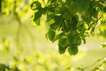 fresh green linden leaves