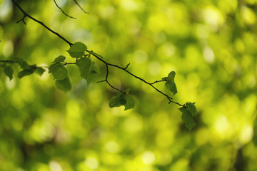 fresh green linden leaves