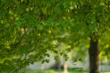Fototapeta na wymiar fresh green linden leaves