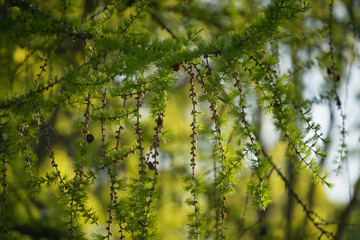 young green larch leaves with cones and buds