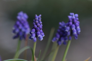 ムスカリの花