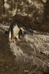 Galapagos penguin (Spheniscus mendiculus) on lava rock, Elizabeth Bay, Isabela, Galapagos Islands, Ecuador