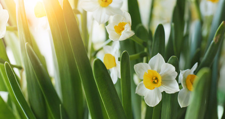 Obraz premium White narcissus flower