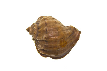 shell isolated on white background