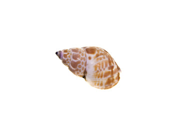 shell isolated on white background