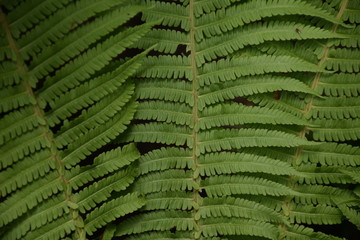 Fototapeta premium Fern Texture Background