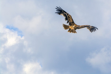 Flying imperial eagle