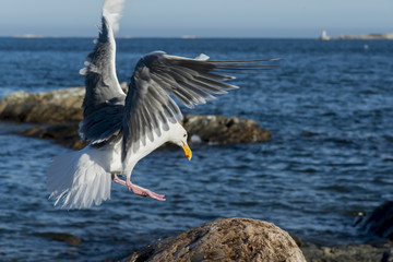 Fototapeta na wymiar A seagull and boat at Oak bay in Victoria