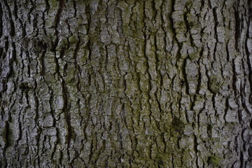 Fototapeta premium Tree Bark Texture Background