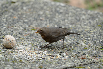 Amsel