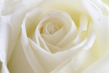 Beautiful sweet white roses in close up view macro concept to present rose texture and pattern for...