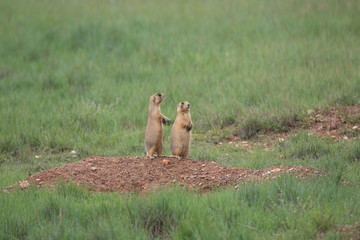 Utah Prairie Dog - Bryce Canyon National Park