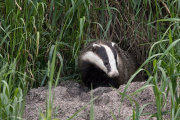 Badger comes out of the hole. European badger (Meles meles).
