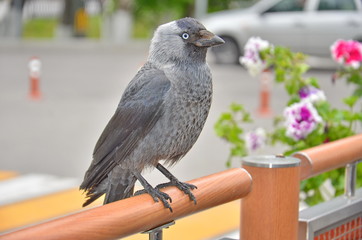 Jackdaw sits in the city on a fence next to the flowers