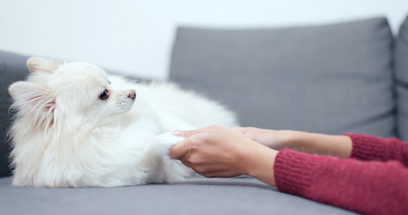 Playing with Pomeranian dog