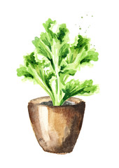 Kitchen herb in a pot. Lettuce plant. Watercolor hand drawn illustration, isolated on white background