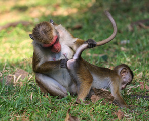 Fototapeta premium Monkey Business, mother macaca monkey mother macaca monkey is inspect baby ass