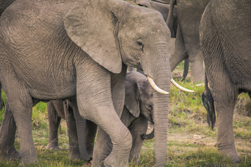 Fototapeta na wymiar African elephants with baby on the masai mara kenya