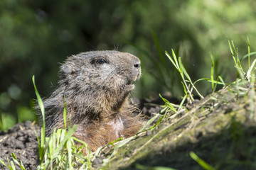Alpine marmot