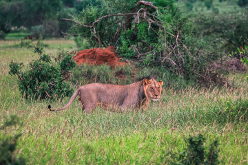 Fototapeta na wymiar Lioness in green gras in masai mara