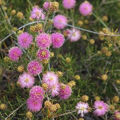 Fototapeta premium Western Australian pink wildflower honey-myrtle (Melaleuca nesophila)