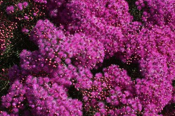 Pink texture background of featherflower (Verticordia monadelpha) endemic to Western Australia
