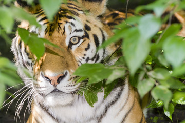 Tiger stripes and green leaves