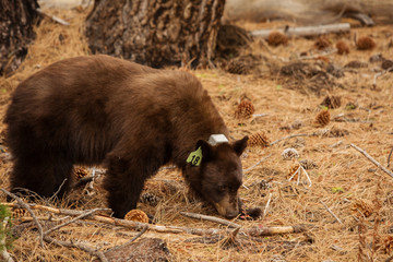 Bear in Yosemite national park