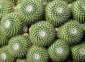 Group of golden ball cactus or Echinopsis cactus plants