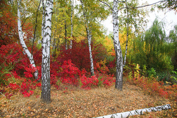 Obraz premium golden autumn, beautiful autumn landscape, bright red, yellow and green trees