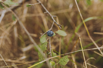 Close up Lonely bilberry berry grows on a dry bush with green leaves on a blurry brown background. World of nature, environmental, flora