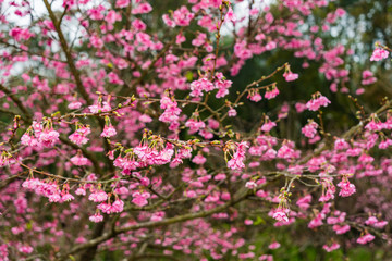 Cherry Blossom in the morning, Blooming Pink Japanese Sakura