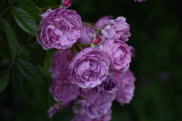 Pink Roses