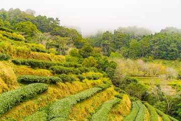 Green tea platation farm landscape hill cultivation