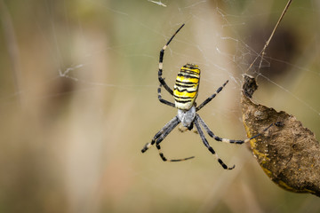 Spider-Wasp (Argiope Bruennichi) On Its Web On A Sunny Day. Close-Up.