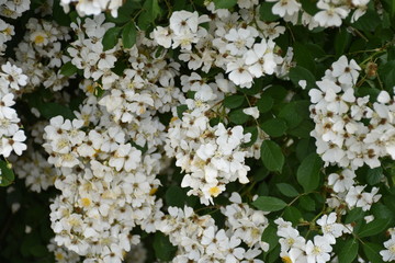 White Flowers Bush Background