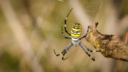 Spider-Wasp (Argiope Bruennichi) On Its Web On A Sunny Day. Close-Up.