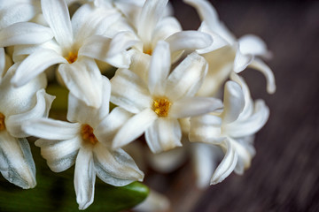 close up of white hyacinth flowers and red heart on wooden background.