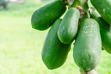 Papaya in farm ,Thailand
