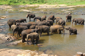 Fototapeta na wymiar Elephants of Pinnawala elephant orphanage is bathing