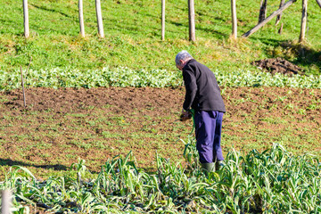 old man working at his vegetables garden