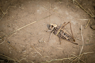 Grasshopper Is Green Or Grasshopper Common (Tettigonia Viridissima) On The Ground.