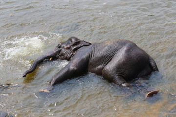 Asian elephant bathing in the river