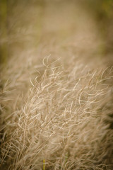 Blurred Image With Dry Grass. Background Series.
