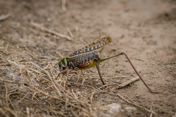 Grasshopper Green Or Common Grasshopper (Tettigonia Viridissima) Lays Eggs In The Ground. Macro. Close-Up.