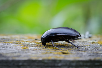 Great Silver Water Beetle (Hydrophilus Piceus) On A Wooden Board. Macro. Close-Up.