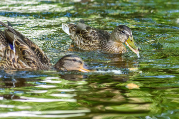 ducks swim in the pond